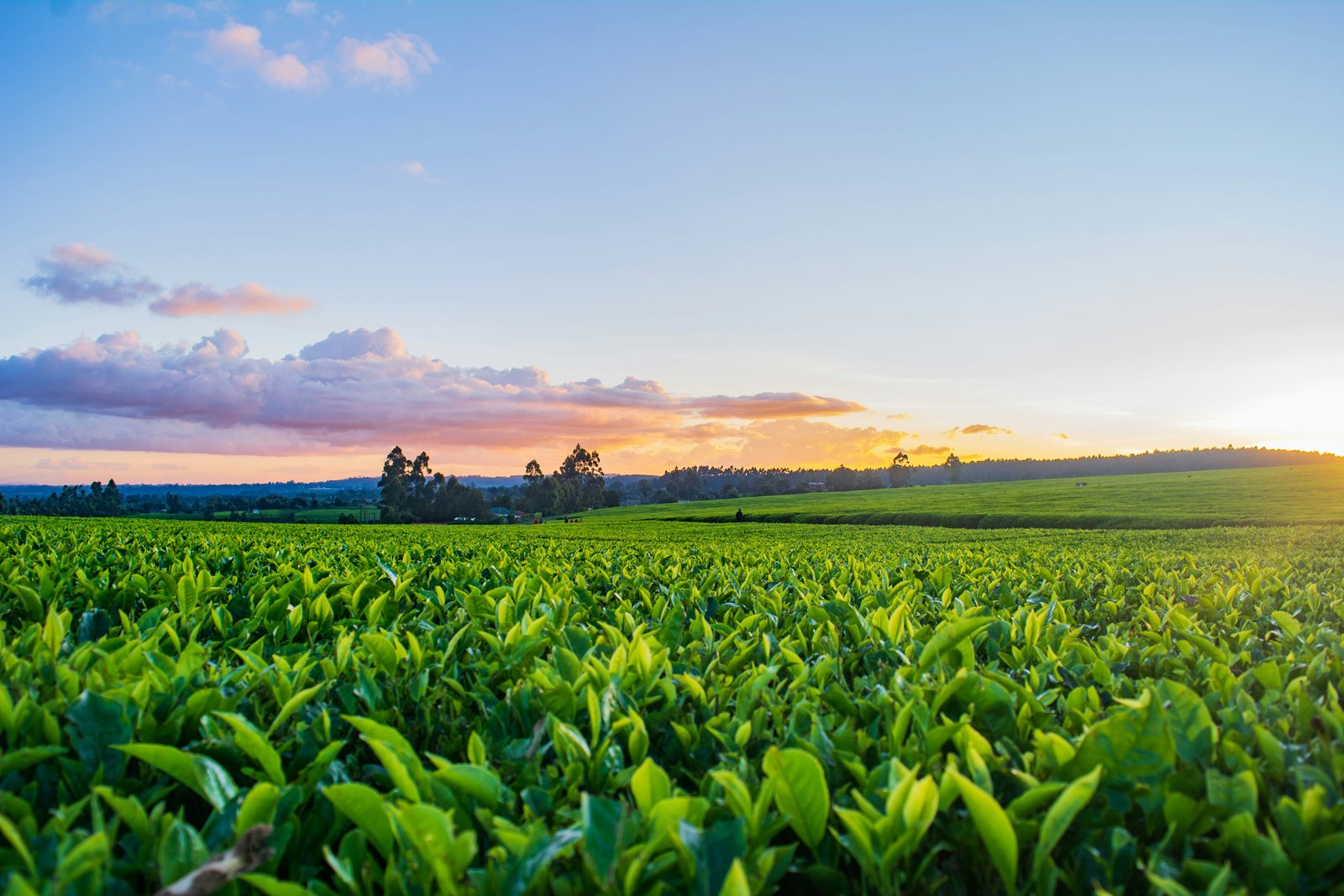 Vegetable and field crop seeds